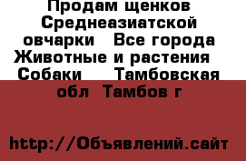 Продам щенков Среднеазиатской овчарки - Все города Животные и растения » Собаки   . Тамбовская обл.,Тамбов г.